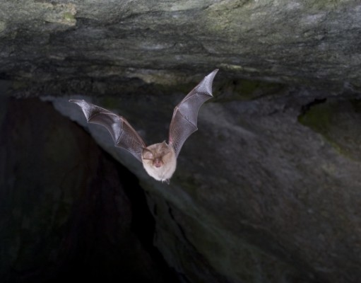 Wind turbines may lure bats into fatal errors