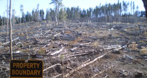 Wildfire prevention or forest destruction?