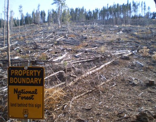 Wildfire prevention or forest destruction?