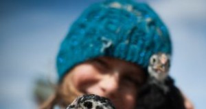 Shepherd Valley Waldorf School