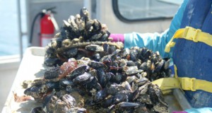 Mussels don’t stick around in acidic ocean water