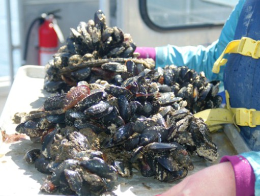 Mussels don’t stick around in acidic ocean water