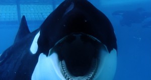 SeaWorld sinks deeper