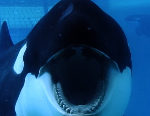 SeaWorld sinks deeper