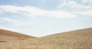 Saving forests not enough