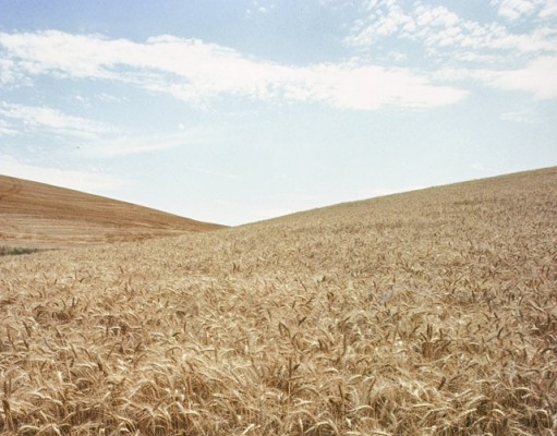 Saving forests not enough