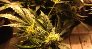 Finally, some cannabis research worth waiting for