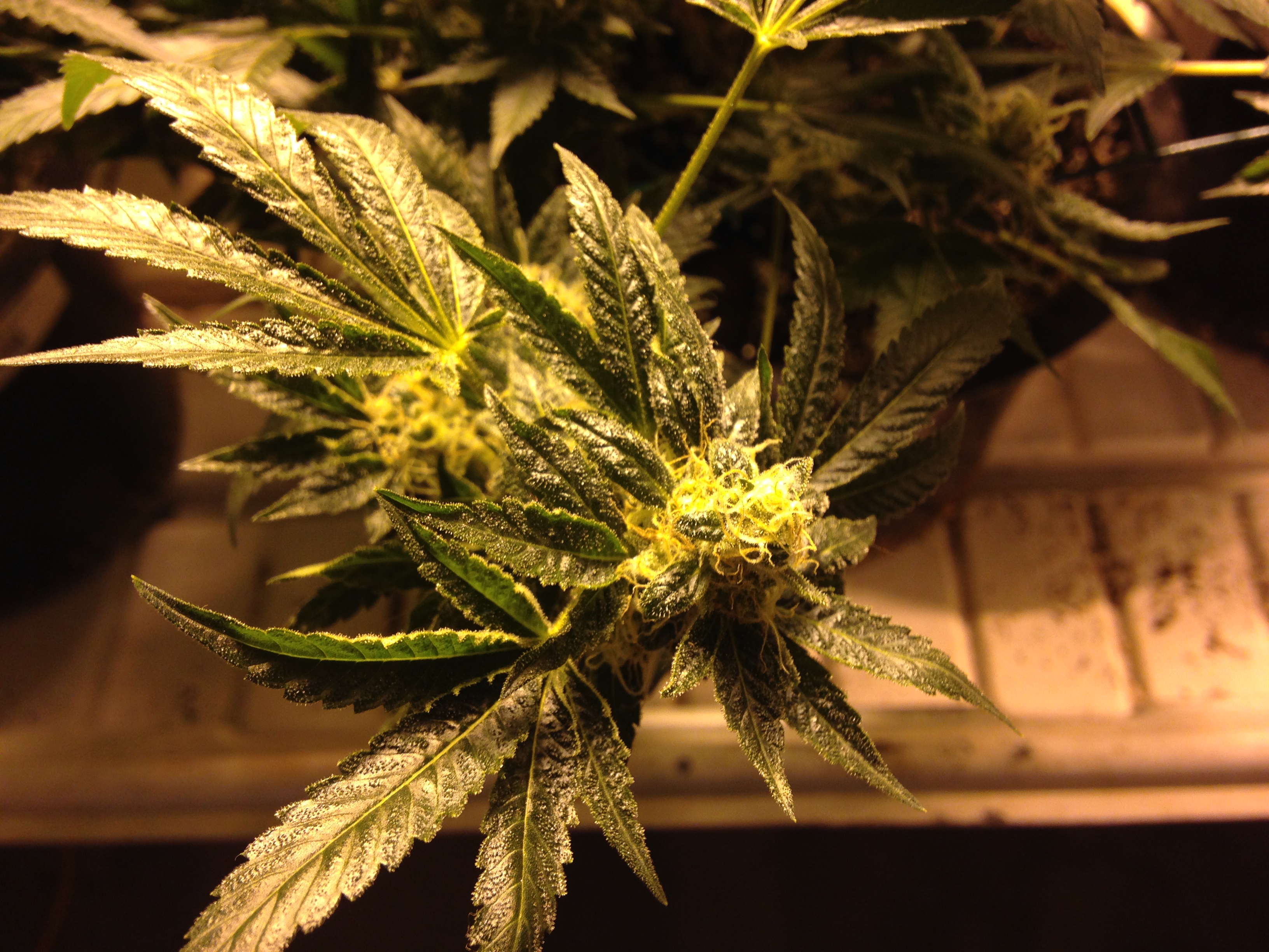 Finally, some cannabis research worth waiting for