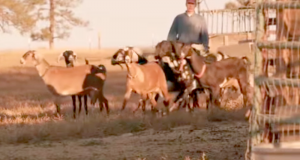 Who’s getting whose goat?