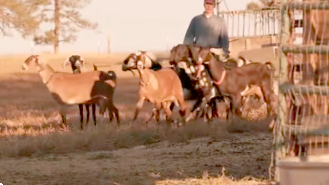 Who&rsquo;s getting whose goat?