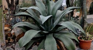 American agave