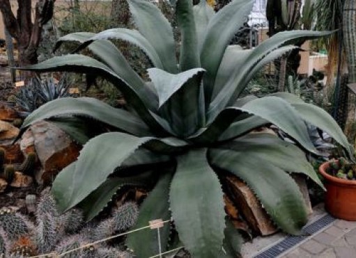 American agave