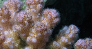 EPA violates federal law with WOTUS social media campaign; Artificial light stops coral reproduction