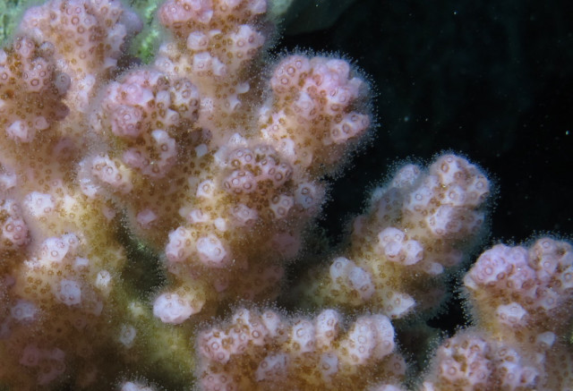 Coral_polyps_out_at_night_at_