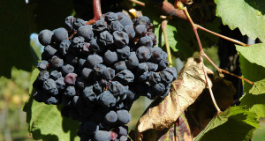 Austrian reds: Difficult to pronounce, but easy to drink