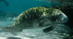 Changes to the Endangered Species List; Spread of Ebola, other diseases linked to poverty