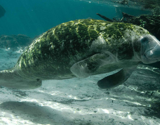 Changes to the Endangered Species List; Spread of Ebola, other diseases linked to poverty