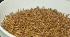 Mealworms capable of biodegrading plastic, recent report finds; MIT picks Boulder to pilot community-centered climate project