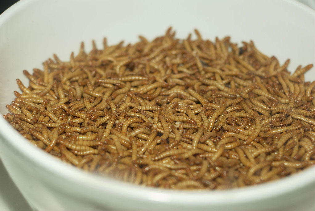 Mealworms capable of biodegrading plastic, recent report finds; MIT picks Boulder to pilot community-centered climate project
