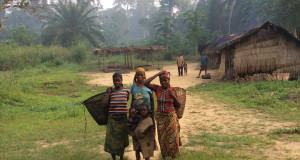 The forest is crying