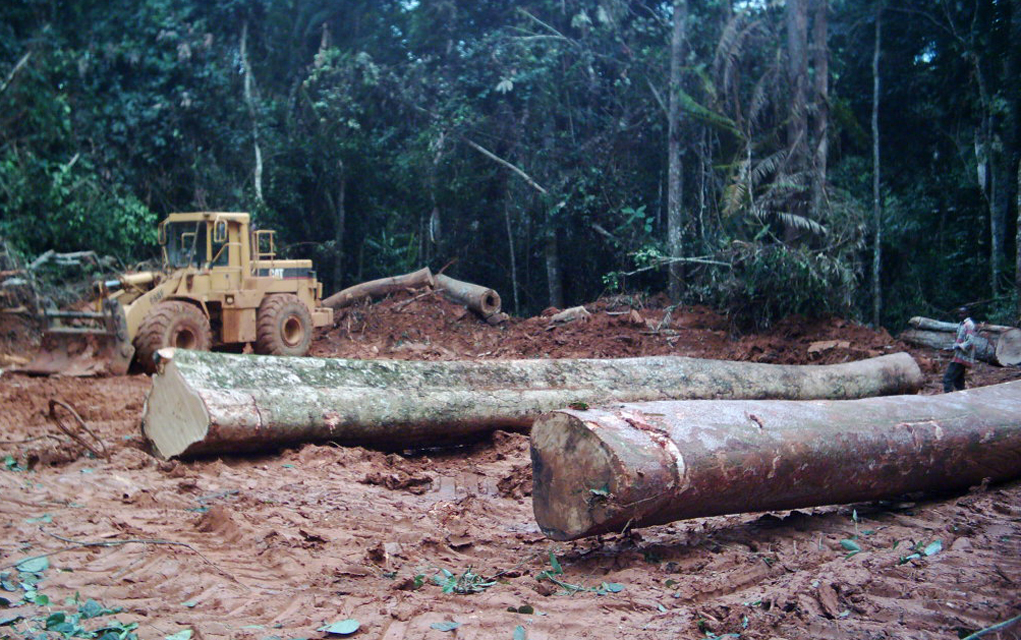 Industrial logging has been the largest contributor to deforestation in the tropical forests of Central Africa, threatening the culture of the indigenous people who live there. 