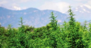 USDA organic hemp? Yes. No. Maybe.