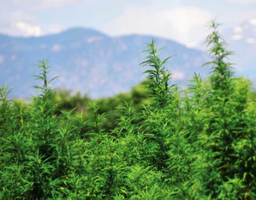 USDA organic hemp? Yes. No. Maybe.
