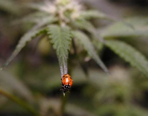 Defining craft cannabis