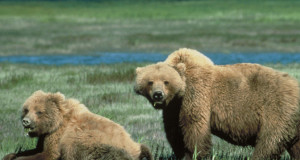 U.S. moves to take grizzly off endangered species list