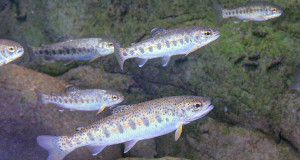 Genetic change in hatchery fish; new Xenoturbella