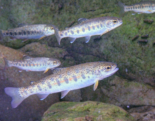 Genetic change in hatchery fish; new Xenoturbella