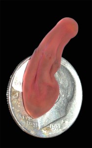 Xenoturbella hollandorum, a new species recently found off the coast of Monterey, on a dime. 