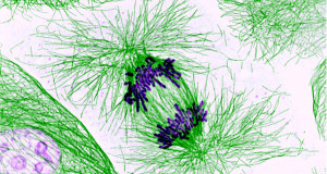 Curing cancer; Plant diversity decreasing