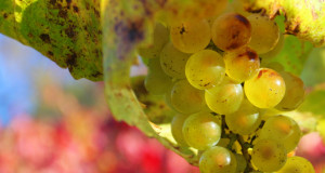 In California, what is old is new again