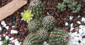 Drought lessons from Colorado