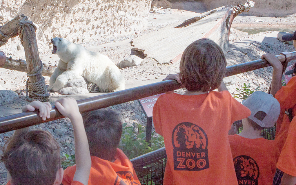 W denver_zoo_summer_safariB_1600x800