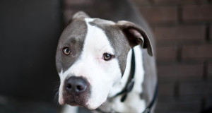 Throwing cannabis to the dogs