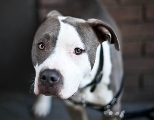 Throwing cannabis to the dogs