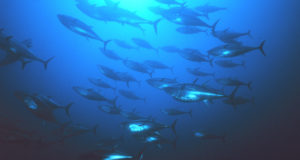 Wind energy research funding; The ocean’s oxygen