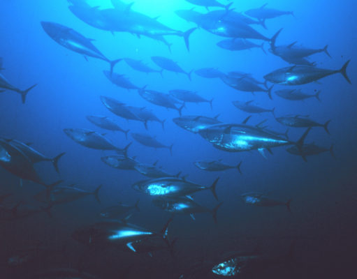 Wind energy research funding; The ocean’s oxygen