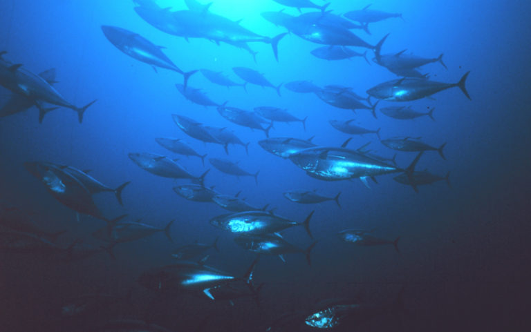 Wind energy research funding; The ocean’s oxygen