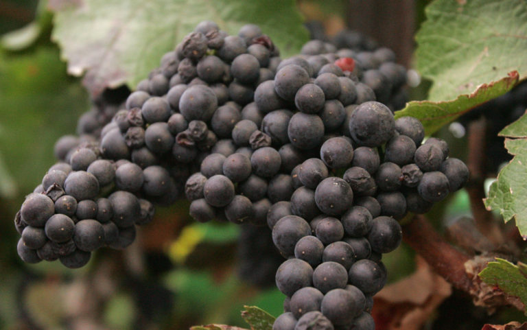 Embracing the Rhone Rangers