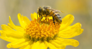 Pollination and pollution