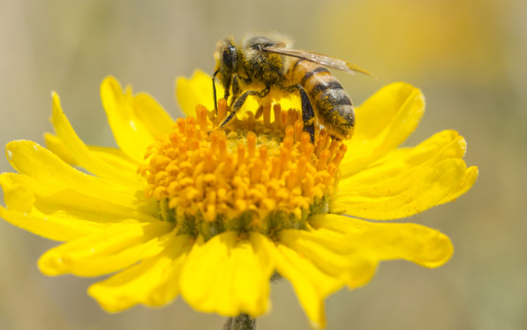 Pollination and pollution