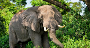 U.S. ivory laws; Aerial seed bombing