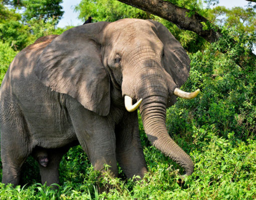 U.S. ivory laws; Aerial seed bombing