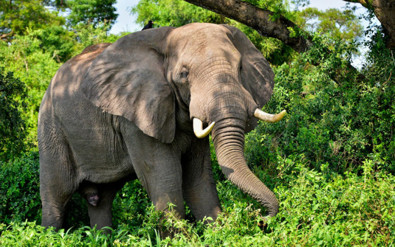 U.S. ivory laws; Aerial seed bombing