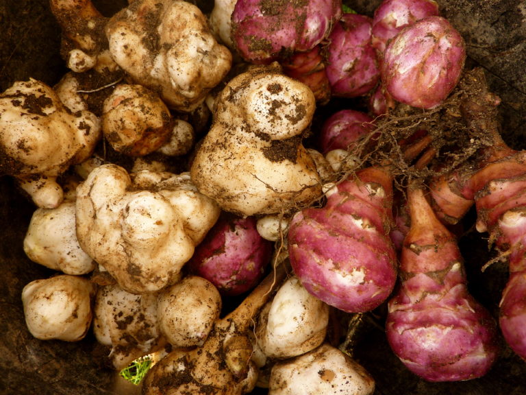 Roots to root for