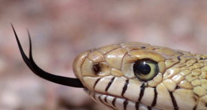 The doublespeak of The Donald