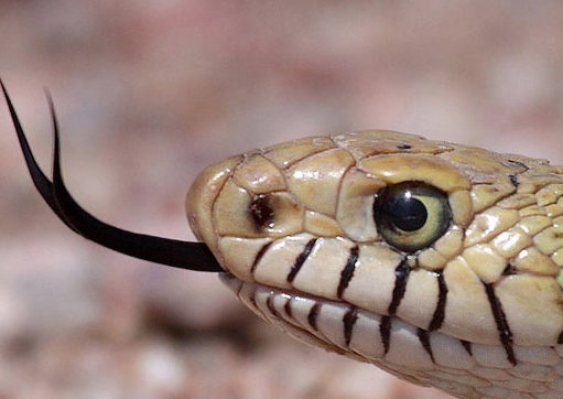 The doublespeak of The Donald